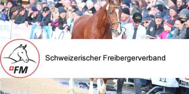 Die weissen Abzeichen an den Beinen von Cartoon du Pardoc entsprechen nicht den den Regeln der Hengstkörung. (Bild kr/ Montage jsc)