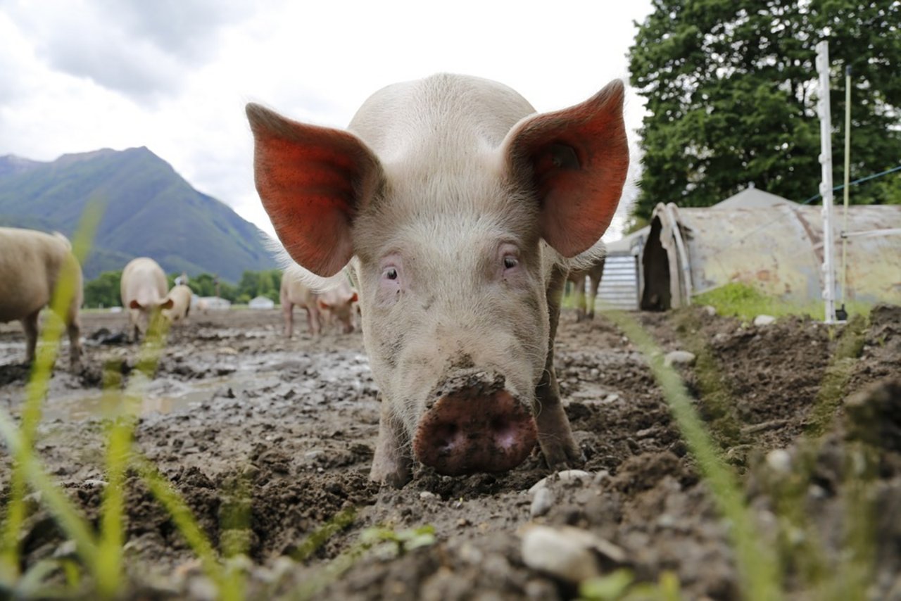 Die Migros will ab spätestens 2025 nur noch Fleisch von Tieren einkaufen, deren Haltung BTS- und RAUS-Bedingungen genügen. Für Schweine wird die Verschärfung voraussichtlich schon ab 2022 wirksam. (Bild Pixabay)