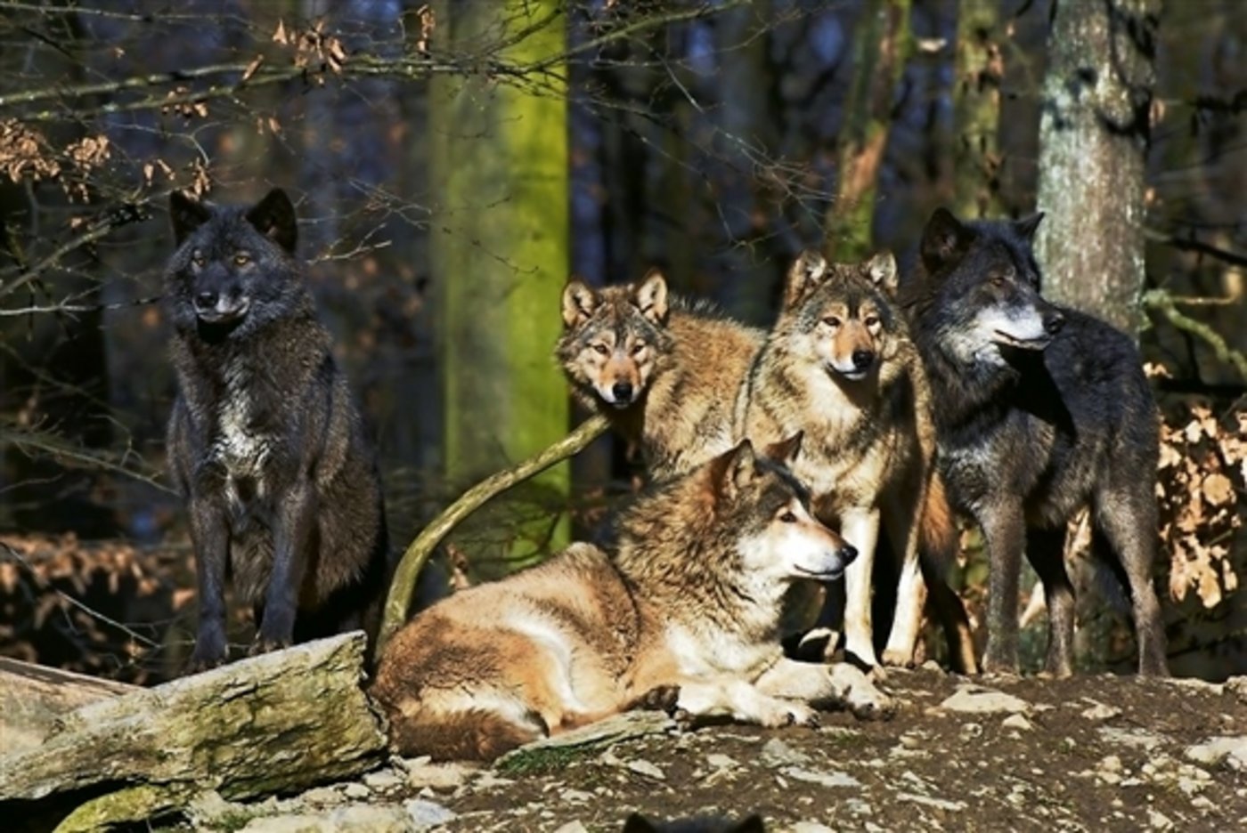 Am Calandamassiv tummelt sich seit längerem das erste Wolfsrudel der Schweiz. (Symbolbild: Fotalia)