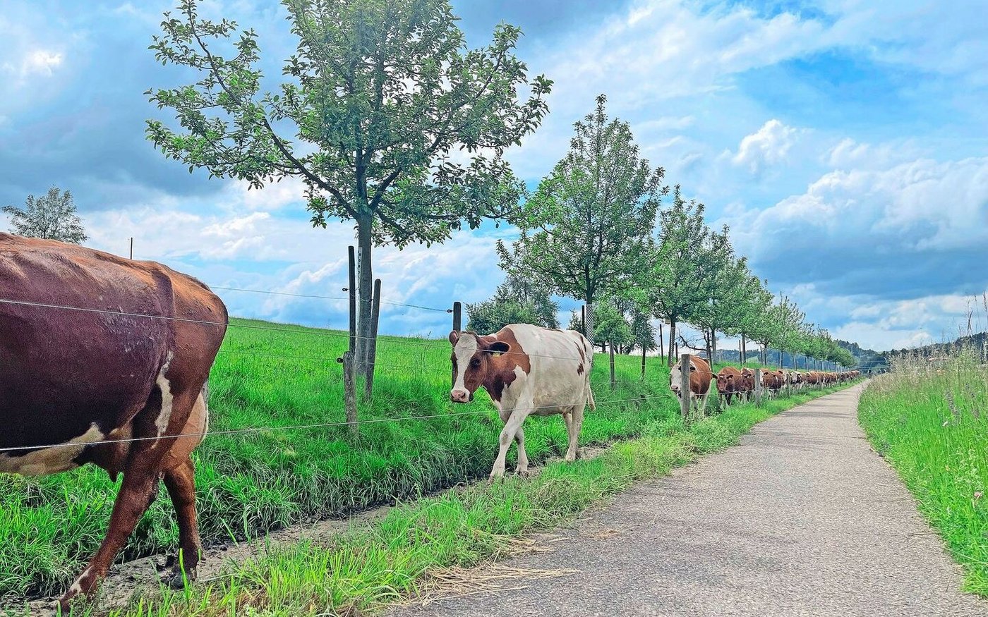 Ohne Kraftfutter: Burgrain-Milchviehherde marschiert von der Weide in den Stall zum Melken.