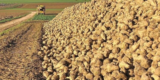 Damit in der Schweiz der Anbau von Zuckerrüben attraktiv bleibt, hat die Branche mit dem Bund einen Kompromiss beim Grenzschutz erarbeitet.