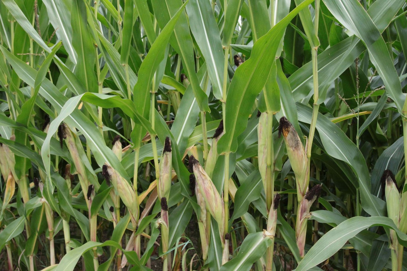 Der Anbau von Gentech-Mais MON810 ist in der EU nur zugelassen, wenn es keine verwandten Pflanzenarten gibt. (Bild Archiv BauZ)