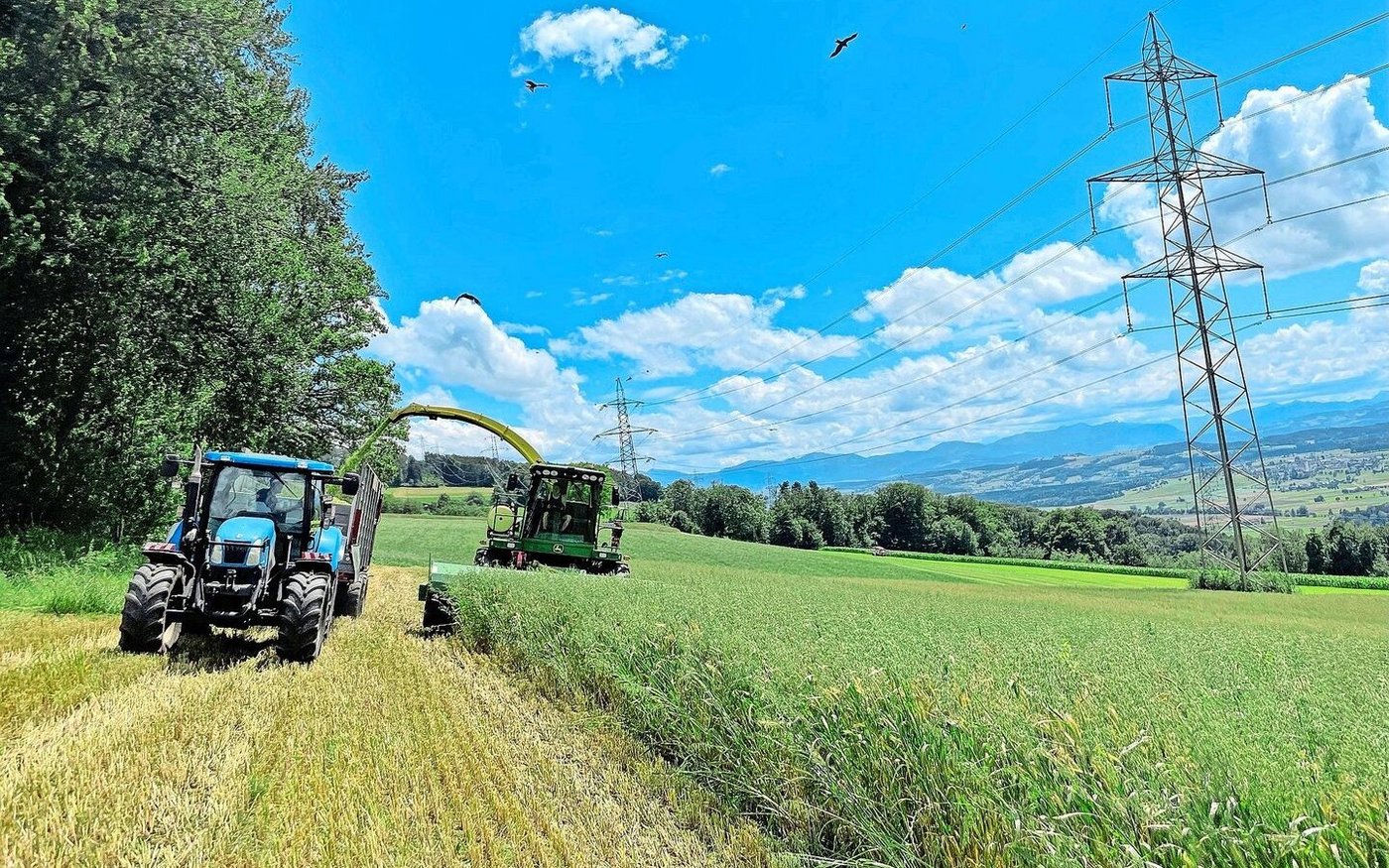 Dominik Häfliger lässt seine Mischung aus Getreide und Erbsen jeweils mit einem Feldhäcksler ernten und füllt sie ins Hochsilo. 