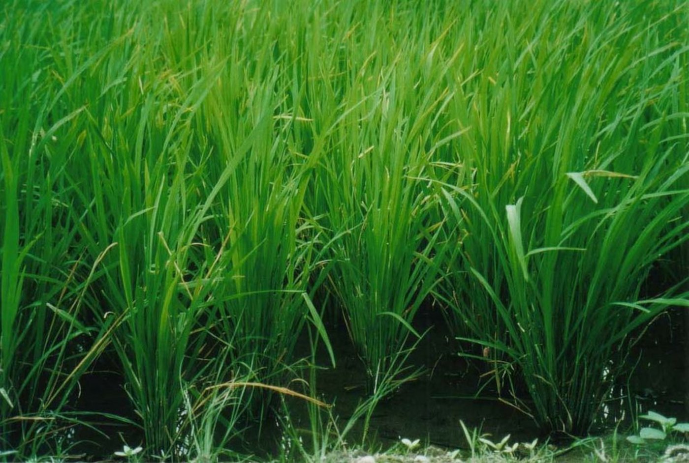 Reis aus dem Raum Fukushima scheint nicht länger radioaktiv verseucht zu sein. (Bild Sibylle Dreyer)