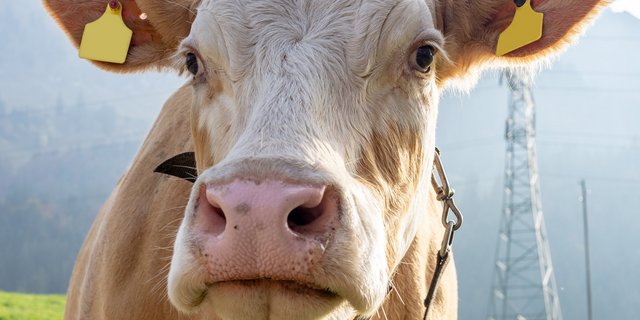 Die Past-Wiesenmilch der Migros Aare wird künftig im Simmental abgefüllt. Der Rohstoff dafür soll ebenfalls aus dieser Region kommen. (Bild hj)