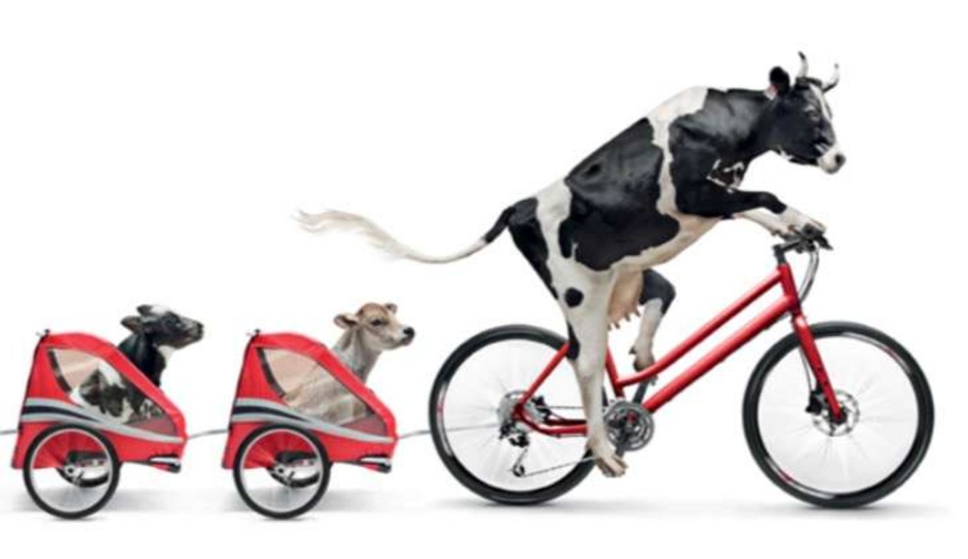 Lovely ist immer aktiv und sie kann alles: Zum Beispiel Fahrrad fahren. (Bild Swissmilk)