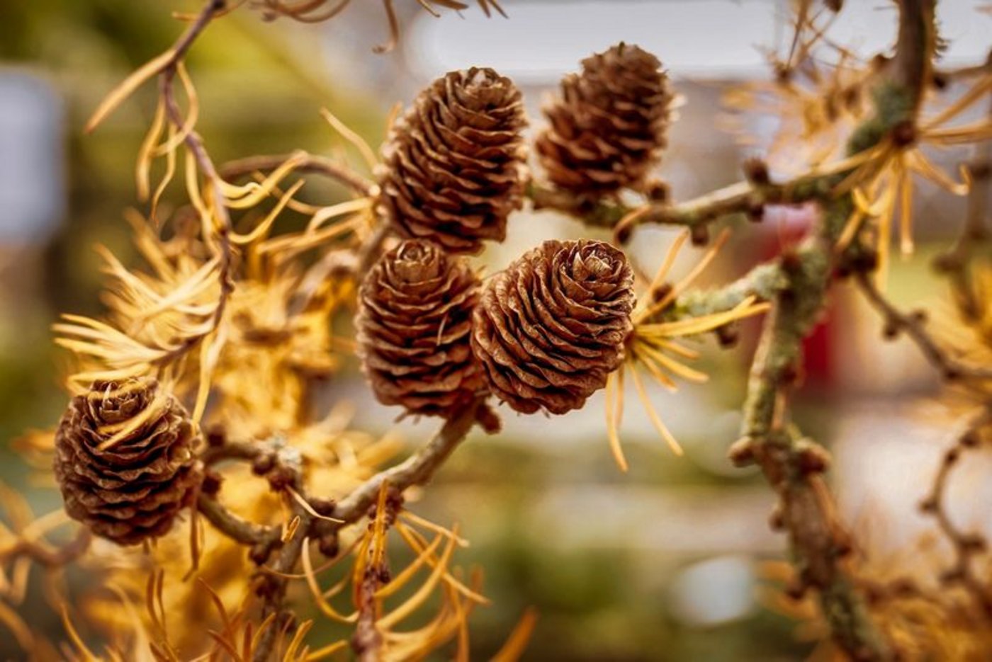  Die Schweizer Lärchen leiden vermehrt unter einer Schlauchpilzart sowie der Lärchenknicklaus. (Bild pixabay) 