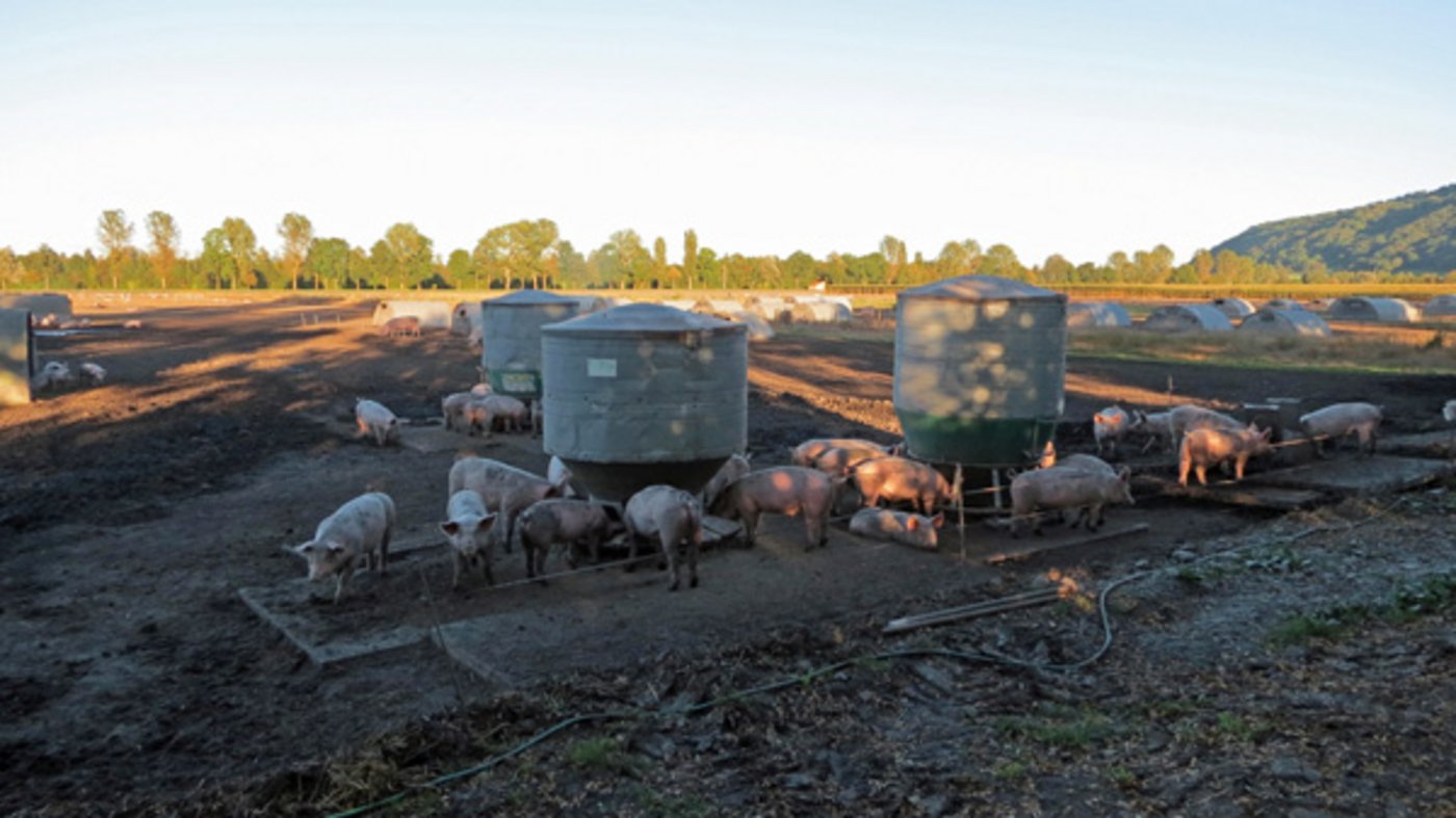 Ideale Ausgangslage für den Fuchs: Unweit des Freilandschweine-Geheges befinden sich der Wald und das Naturschutzgebiet. (Bild zVg)