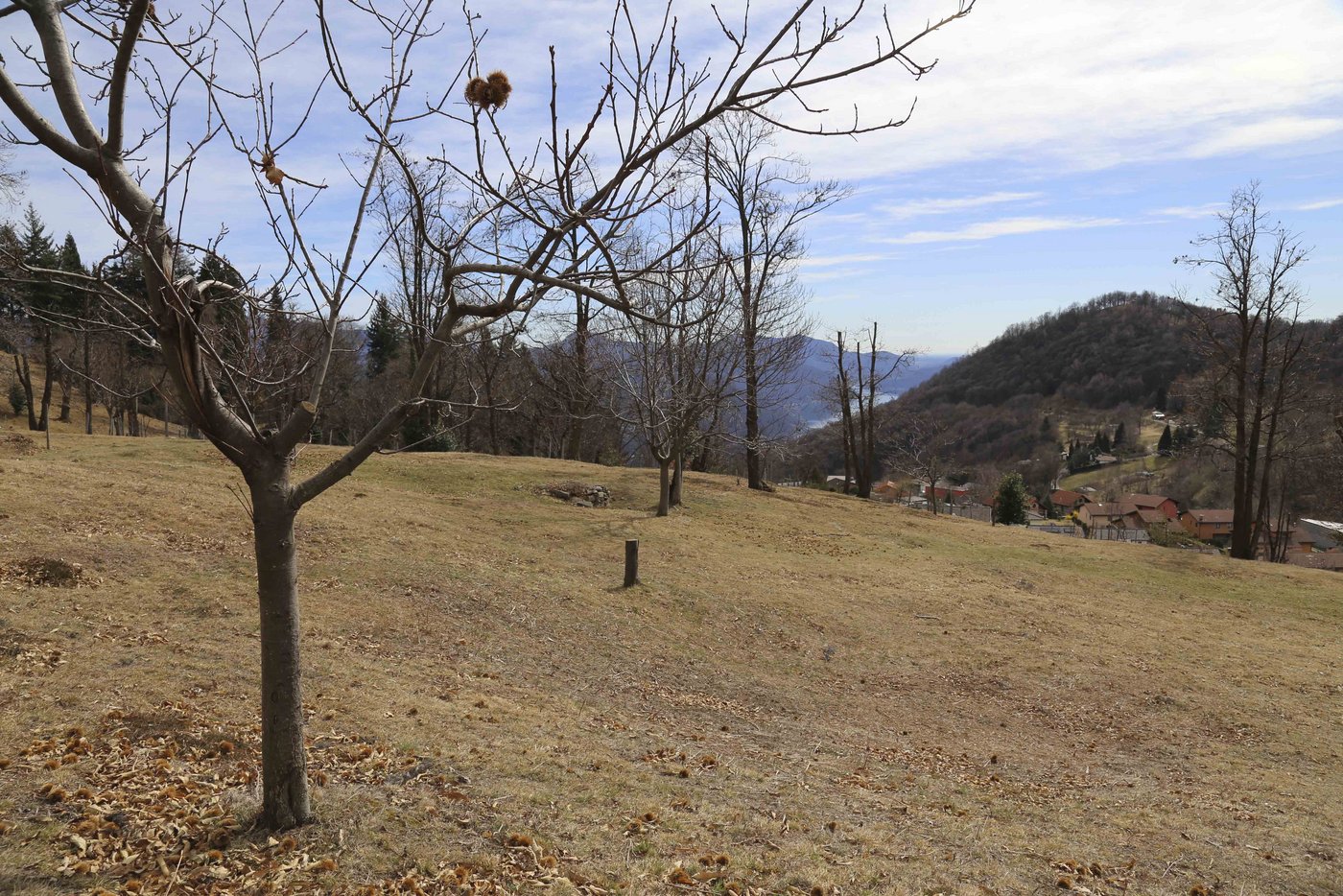 In einer Familie wurde jedem Mitglied vier Bäume zugeteilt. Zur Absicherung der Ernten waren diese vier Bäume von vier unterschiedlichen Sorten. 