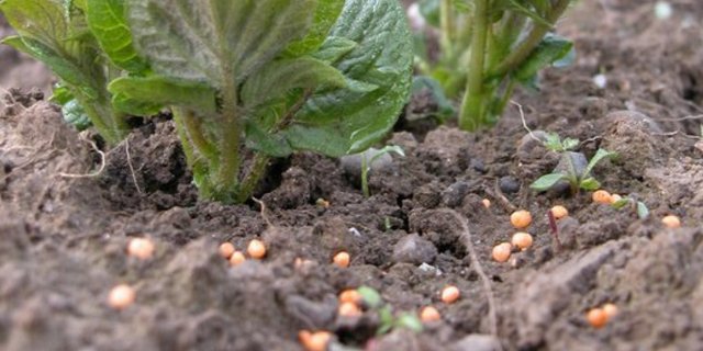 Die Düngeruntersuchung war eine nationale Zusammenarbeit, an der 11 Kantone beteiligt waren. Da im Kanton Bern am meisten schweizerische Düngerhersteller ansässig sind, übernahm das Berner Kantonslabor die Leitung. (Bild BauZ)