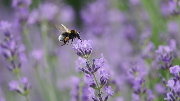 Wildstauden locken Insekten an. (Bild Picturegarden | Rohner)