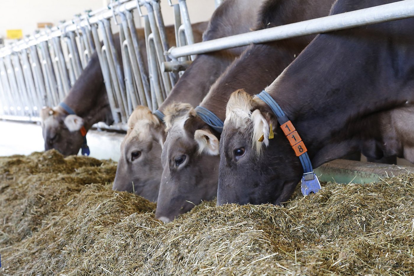 Obwohl der Harnstoffgehalt der Milch durch die Fütterung sehr direkt beeinflussbar ist, dient er als Indikator zur Bestimmung möglicher Ammoniak-Emissionen. (Bild: lid)