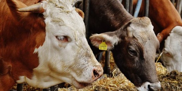 Der Freistaat Bayern fördert die Umstellung auf Laufställe. (Bild Pixabay)