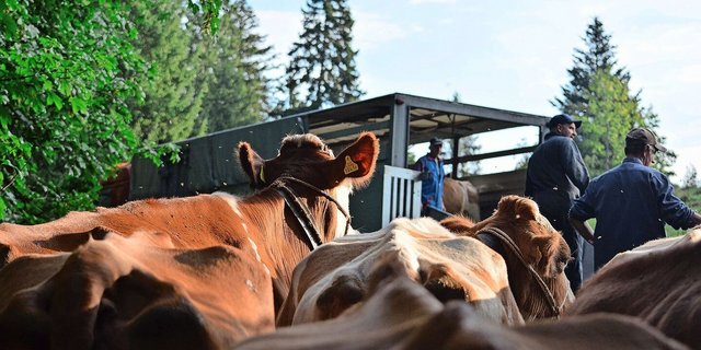 Die Rückreise der Kühe steht an. Die Herde steht am Weidetor bereit und wartet etwas ungeduldig auf das Verladen in den Viehtransporter. 