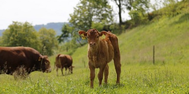 Kuhherden können gefährlich werden. (Bild Pixabay)