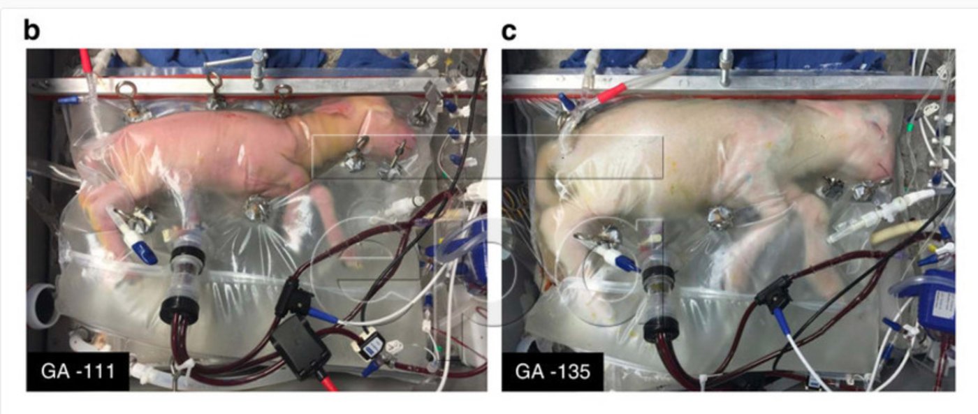 Das Bild zeigt wie sich das Lämmchen in 24 Tagen entwickelt hat. (Screenshot EPA)