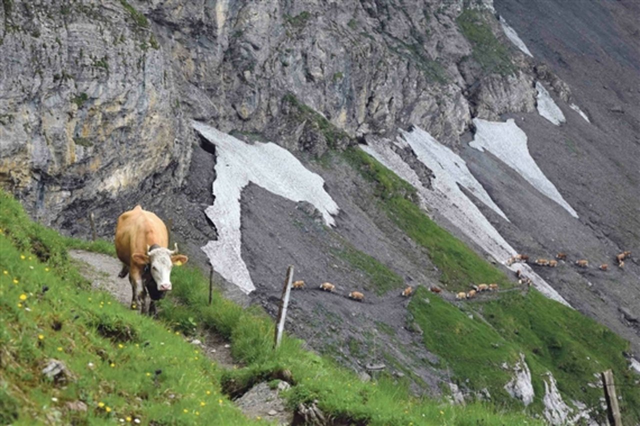Ausdauer und Gelassenheit: Eigenschaften, wie sie diese Kuh auf ihrem vierstündigen Marsch auf die Alp an den Tag legte, helfen auch im Umgang mit komplizierter Kundschaft. (Bild Peter Fankhauser)