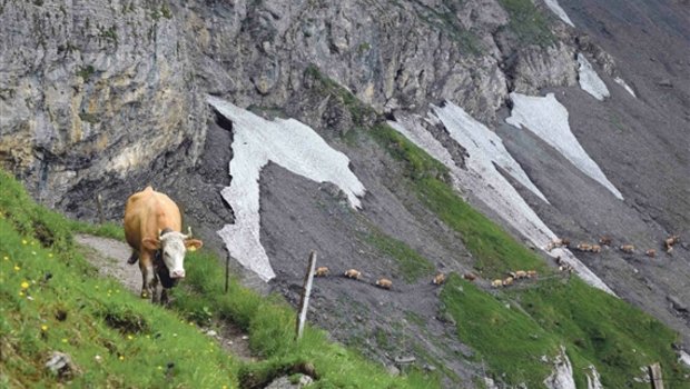 Ausdauer und Gelassenheit: Eigenschaften, wie sie diese Kuh auf ihrem vierstündigen Marsch auf die Alp an den Tag legte, helfen auch im Umgang mit komplizierter Kundschaft. (Bild Peter Fankhauser)