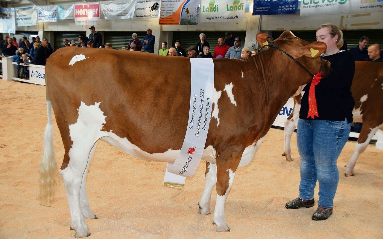 Über alle Rassen gewann das SF-Rind Flüsta Ursjn Ladina von Melanie Flückiger, Oeschenbach, den Championne-Titel bei den Rindern.