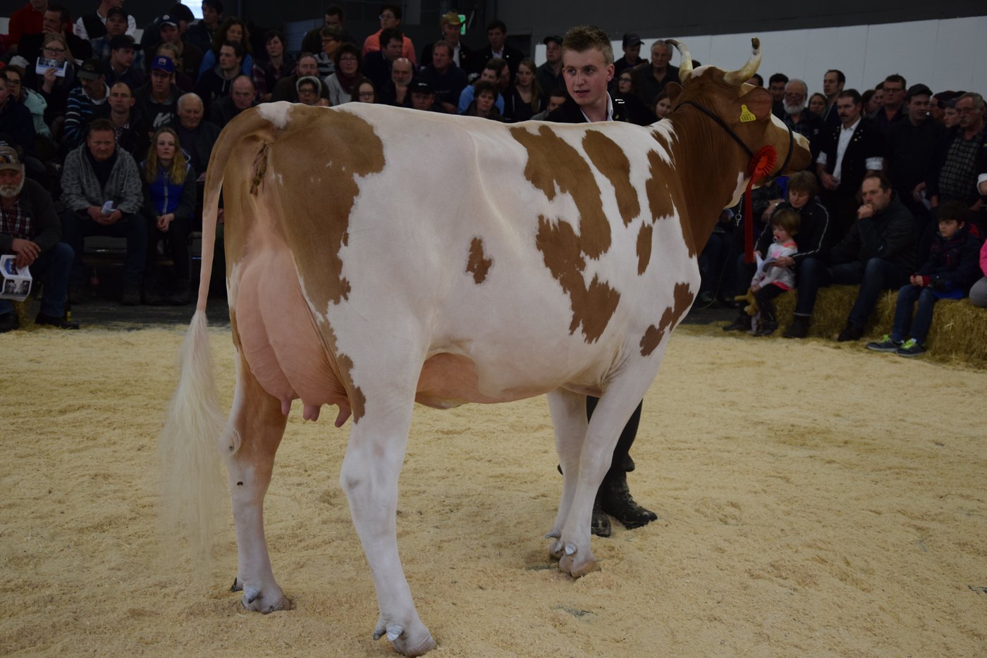Senior-Grand-Champion Swiss Fleckvieh: PerrenSenggi Pierolet Suleika von Urs und Andrea Perren aus St. Stephan.