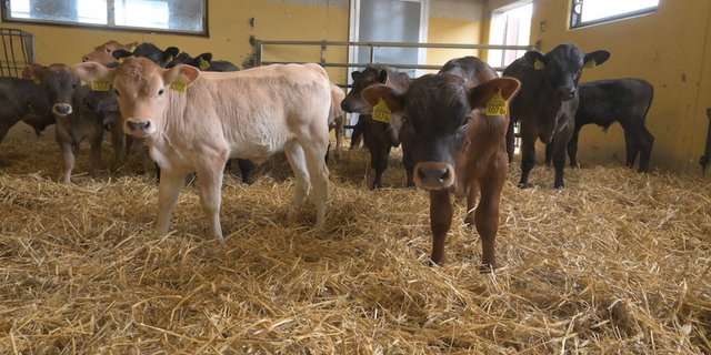 Kälbermast ist eine Nischenproduktion. (Bild jba)