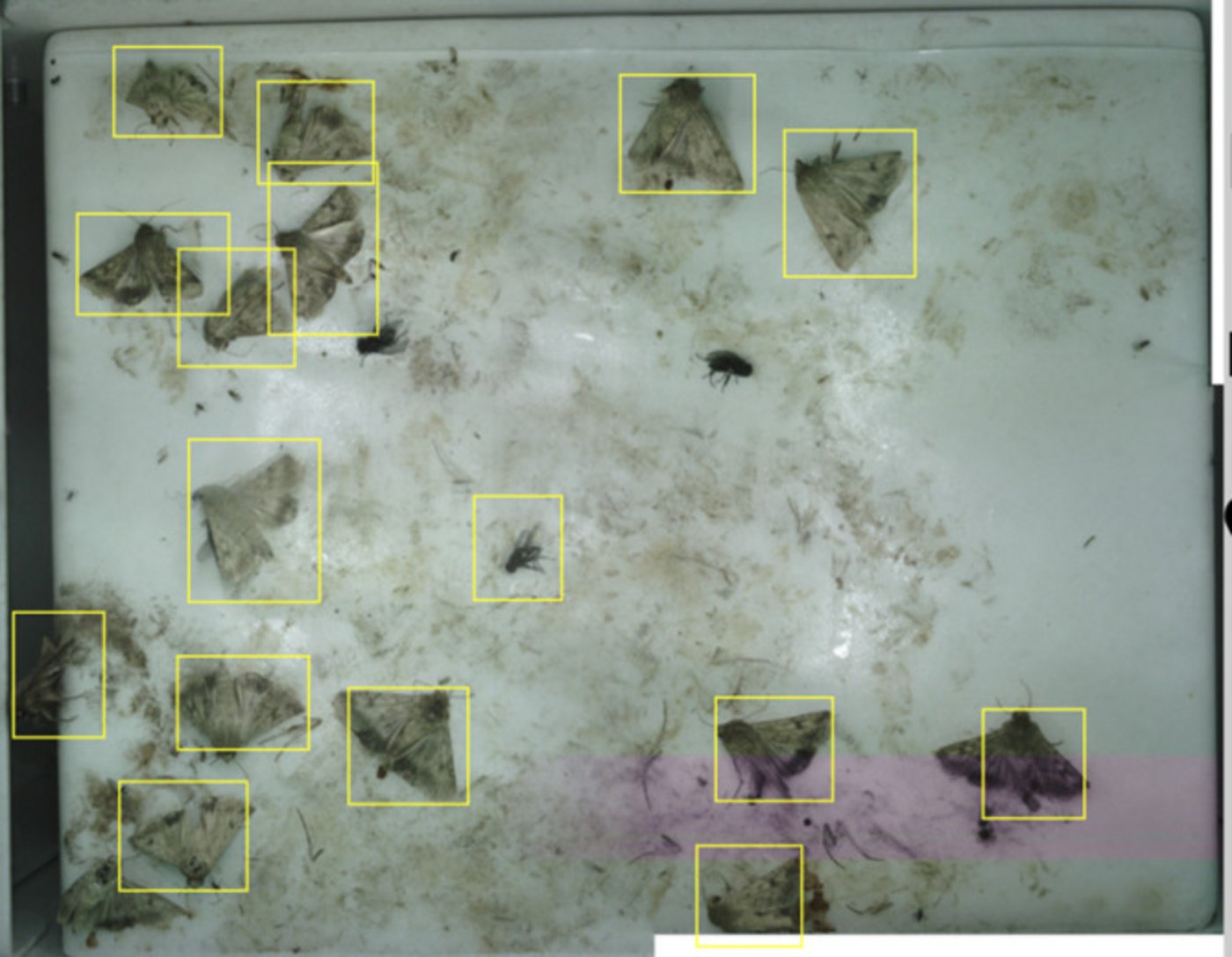 Hier unterscheidet das Kamerasystem Maiszünsler von anderen Insekten. 