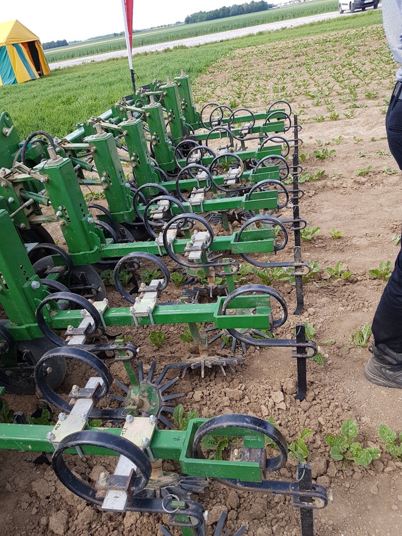 Die flexiblen Fingerhacken ermöglichen im Zuckerrübenanbau das Hacken in den Reihen ab ca. 4-Blatt- Stadium. (BIld Samuel Jenni, SFZ)