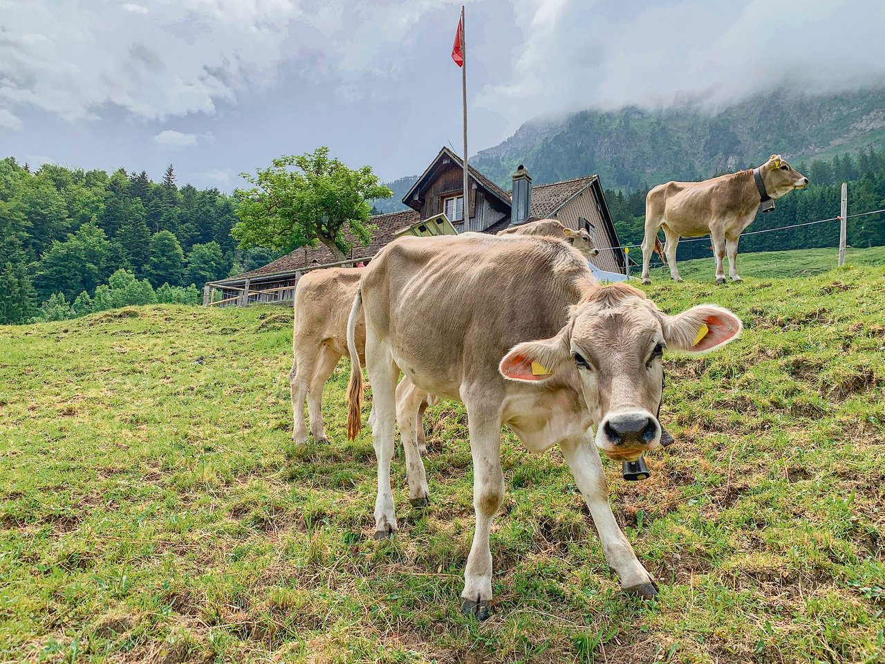 Das Jungvieh von Dettlings vor der gut eingerichteten Alphütte. 