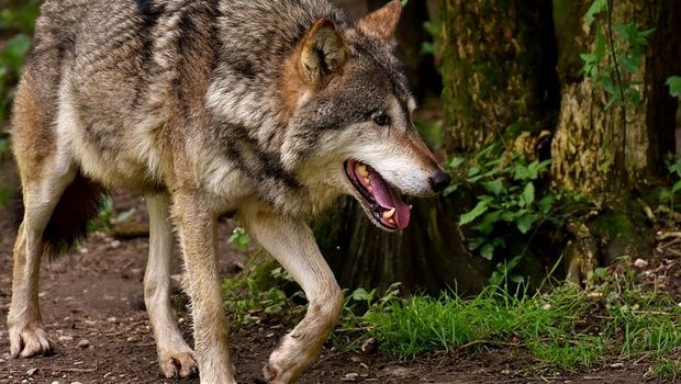 In Orsières hat ein Wolf acht Schafe gerissen. (Bild pixabay)