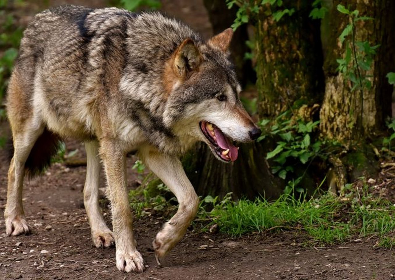In Orsières hat ein Wolf acht Schafe gerissen. (Bild pixabay)
