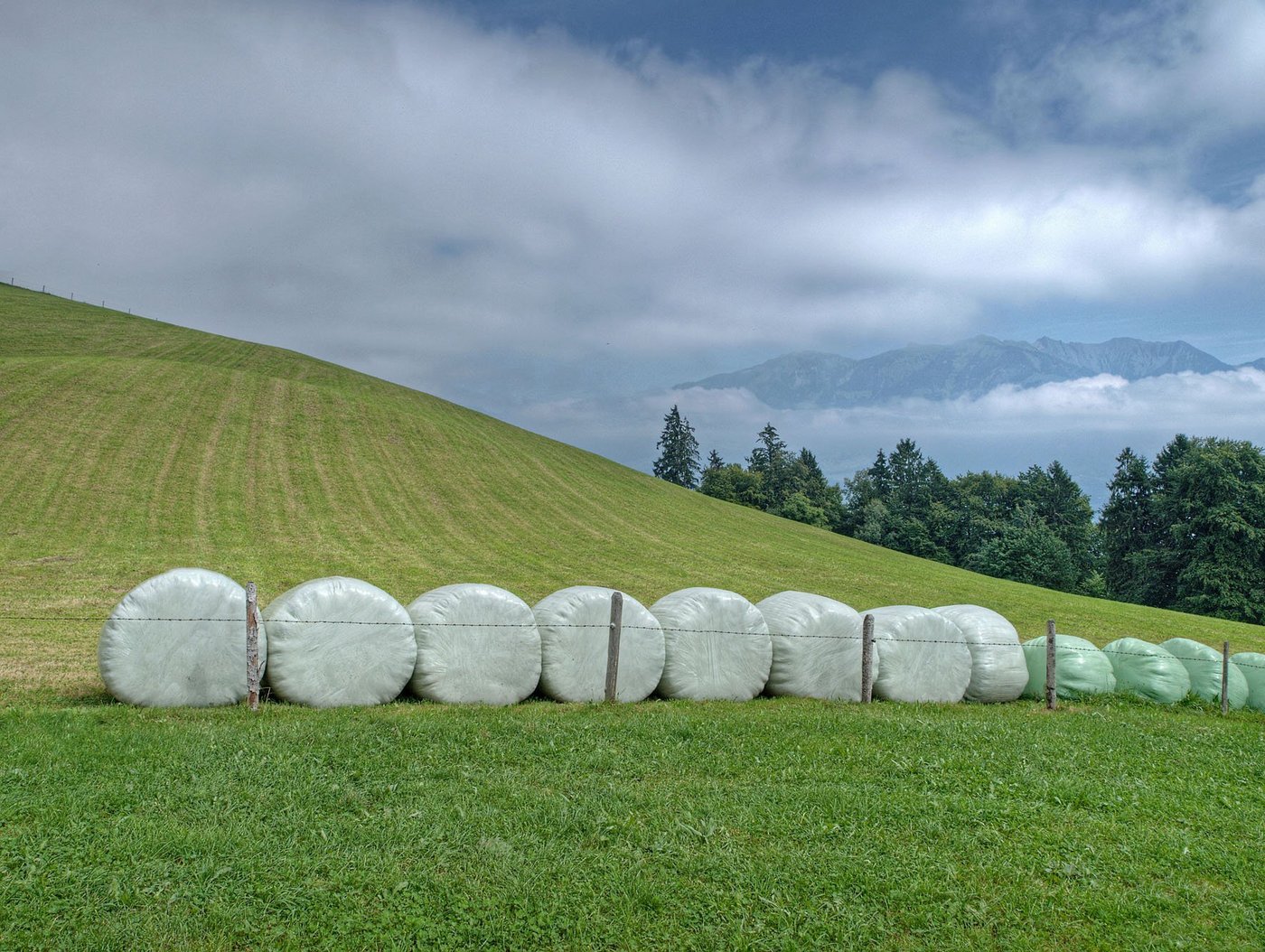 Die Folien von Siloballen werden immer noch selten recycelt. (Bild Hermann Limacher/landwirtschaft.ch) 