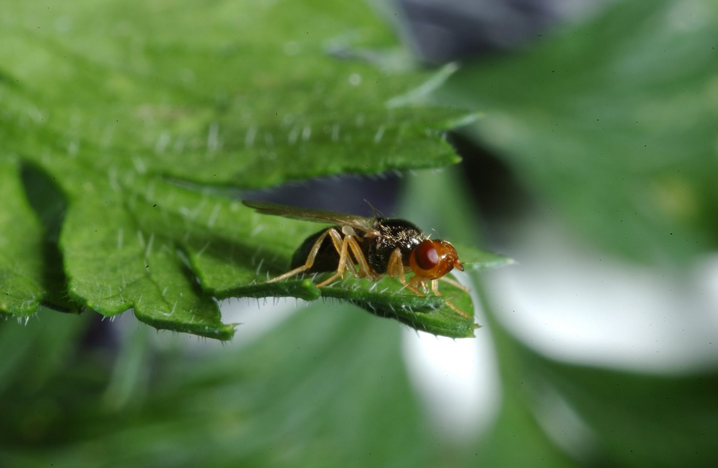 Subtropische Temperaturen setzen der Möhrenfliege zu. (Bilder Agroscope)