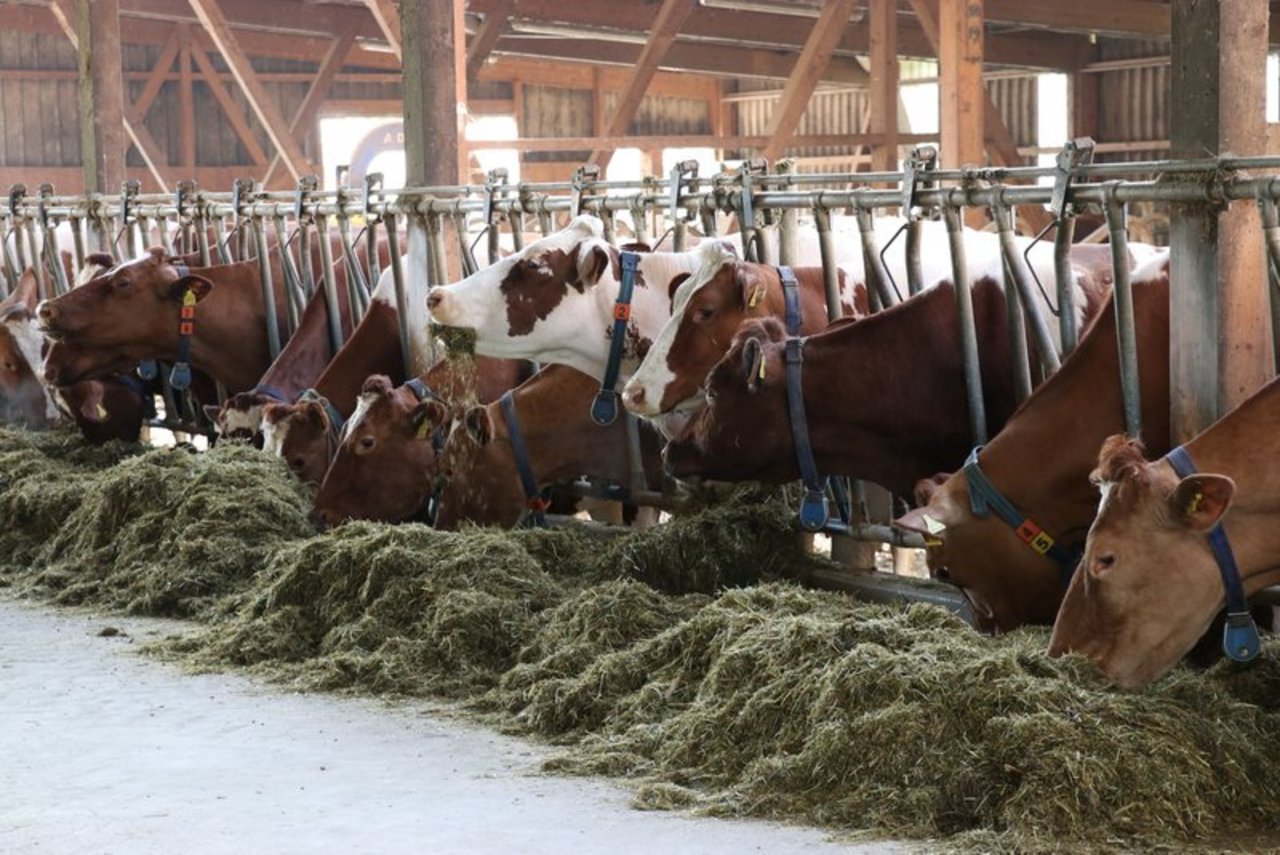 Für Rindvieh, dass in Laufställen gehalten werden muss, können neu 20 Prozent unvermeidbare Stickstoff-Verluste angerechnet werden. (Bild BauZ)