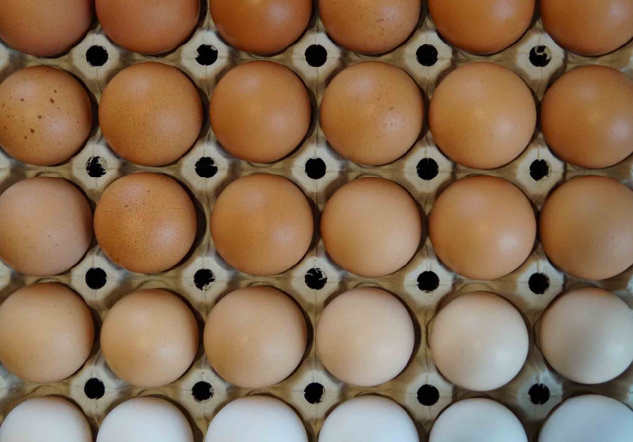 In Deutschland wurde eine praxisreife Methode zur Bestimmung des Geschlechts eines Kükens im Ei präsentiert. (Symbolbild Deborah Meister/landwirtschaft.ch)