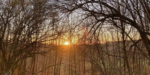 Leuchtet hier etwa schon die Frühlingssonne durchs Gehölz? Zumindest in den nächsten Tagen bleibt es warm, gegen Ende des Monats zeichnet sich jedoch ein erneuter Kälteeinbruch ab. 
