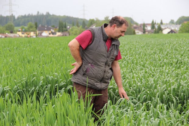 Landwirt und Lohnunternehmer Maurus Rosenberg baut in Bünzen AG auf 7 bis 10 ha intensiv Dinkel an. Er behandelt den Dinkel wie seinen Weizen. Bild: Sebastian Hagenbuch.