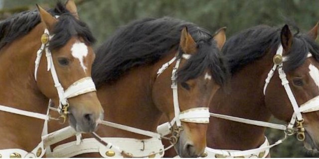 Die selektierten Kandidaten wurden auf ihr Exterieur beurteilt und besitzen alle die Qualitäten, die das Zuchtziel der Rasse verlangt.(Symbolbild Schweizerischer Freibergerverband)