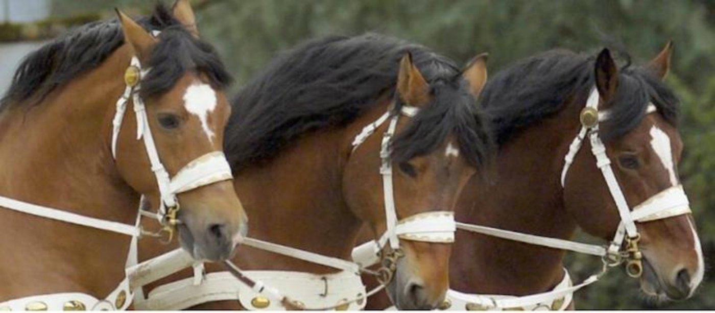 Die selektierten Kandidaten wurden auf ihr Exterieur beurteilt und besitzen alle die Qualitäten, die das Zuchtziel der Rasse verlangt.(Symbolbild Schweizerischer Freibergerverband)