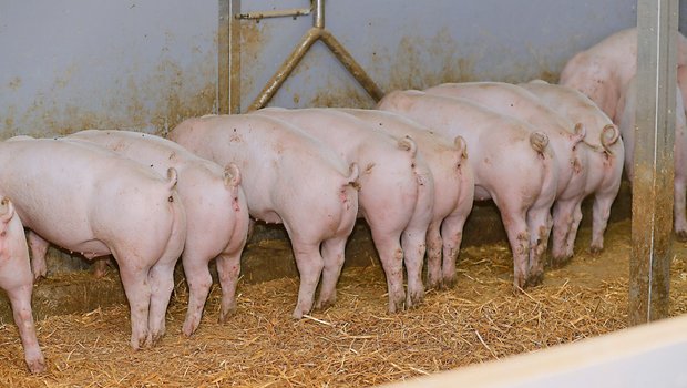 Schweinefleisch ist weiterhin beliebt. Der Privatkonsum nahm letztes Jahr um 15 Prozent zu. Einen grossen Einfluss hatte dabei der eingebrochene Einkaufstourismus.(Bild Peter Röthlisberger)