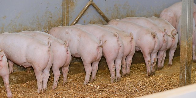 Schweinefleisch ist weiterhin beliebt. Der Privatkonsum nahm letztes Jahr um 15 Prozent zu. Einen grossen Einfluss hatte dabei der eingebrochene Einkaufstourismus.(Bild Peter Röthlisberger)