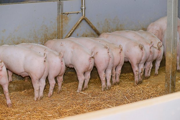Aufstocken bei den Schweinen ist gefährlich - es besteht die Gefahr einer Überproduktion Schweinefleisch ist weiterhin beliebt. Der Privatkonsum nahm letztes Jahr um 15 Prozent zu. Einen grossen Einfluss hatte dabei der eingebrochene Einkaufstourismus.(Bild Peter Röthlisberger)