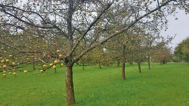 Marssonina tritt immer häufiger auf - was tun bei einem Befall in Hochstammanlagen? Ein typisches Bild für die Krankheit: Kahle Bäume mit reifen Äpfeln. Der entblätterte Baum kann die Früchte nicht mehr versorgen und sie reifen nicht mehr ganz aus. (Bild: FiBL, Andreas Häseli)