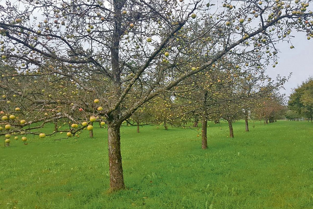 Ein typisches Bild für die Krankheit: Kahle Bäume mit reifen Äpfeln. Der entblätterte Baum kann die Früchte nicht mehr versorgen und sie reifen nicht mehr ganz aus. (Bild: FiBL, Andreas Häseli)