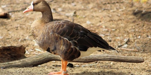 Die Bundeslandwirtschaftsministerin appelliert an Geflügelhalter, verstärkt auf die Biosicherheit zu achten. (Symbolbild Pixabay)