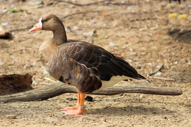 Vogelgrippe bei deutscher Wildgans nachgewiesen Die Bundeslandwirtschaftsministerin appelliert an Geflügelhalter, verstärkt auf die Biosicherheit zu achten. (Symbolbild Pixabay)