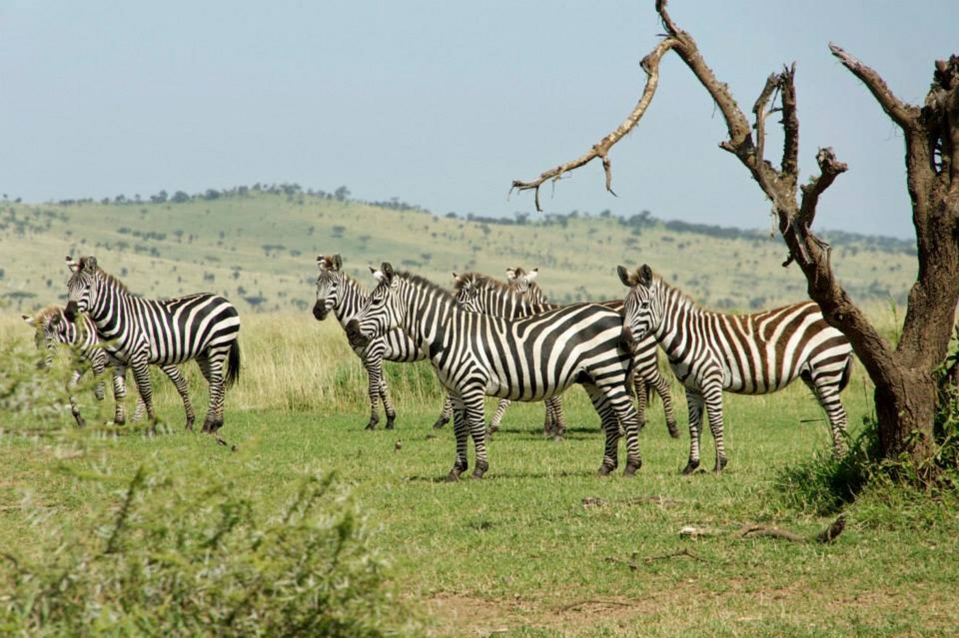 Eine Zebraherde in der Serengeti, Tansania. (Bild: Jeanne Woodtli)