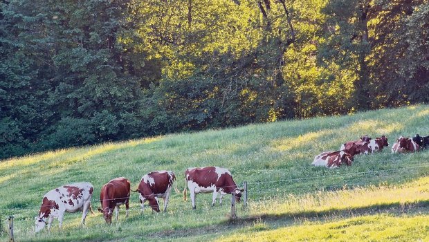 Die grüne Weide als Symbol für den Grünen Teppich. Ab 2024 stehen beim Branchenstandard Neuerungen an. Noch ist nicht bekannt, welche. Klimaschutz wird aber grossgeschrieben. 