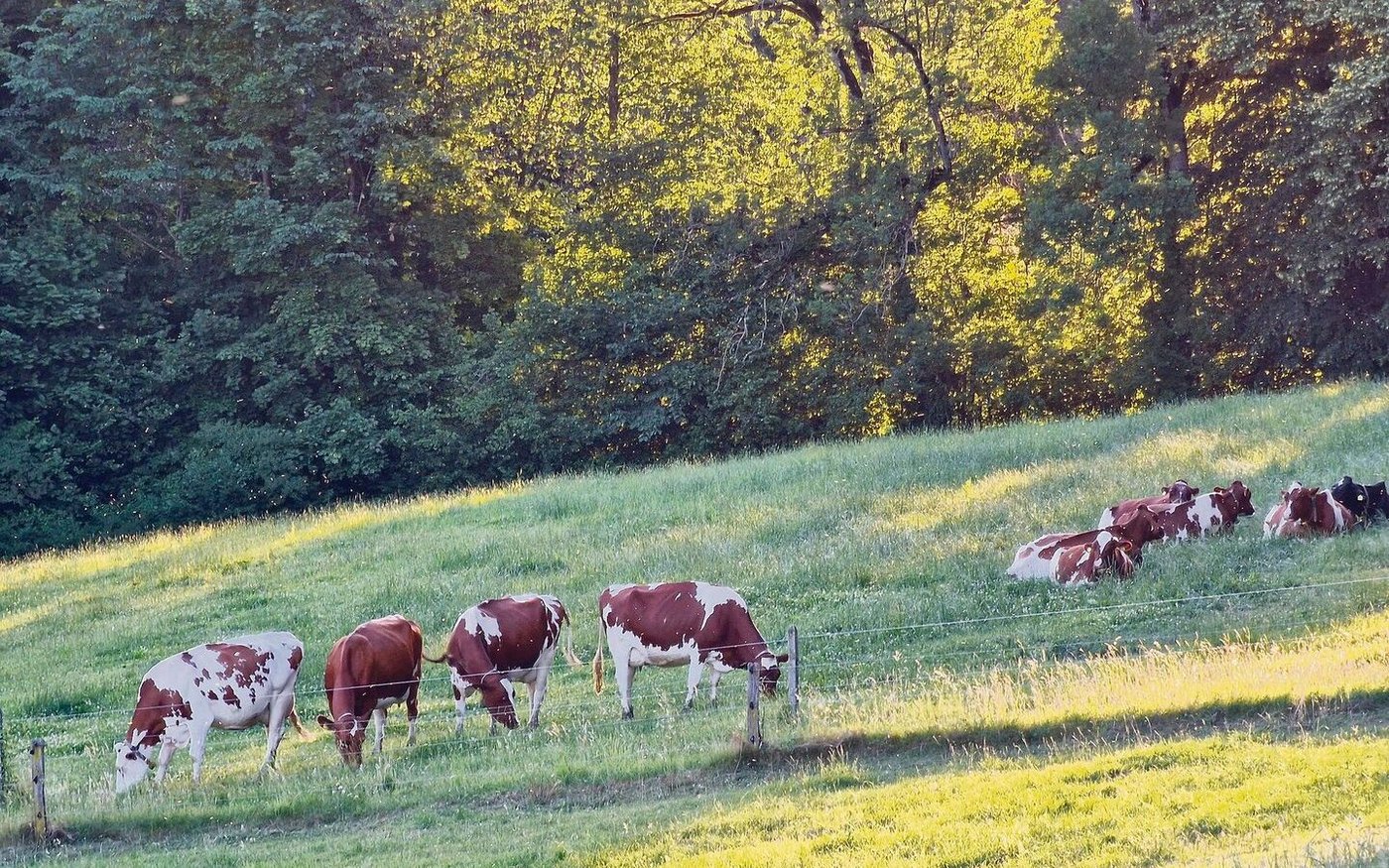 Die grüne Weide als Symbol für den Grünen Teppich. Ab 2024 stehen beim Branchenstandard Neuerungen an. Noch ist nicht bekannt, welche. Klimaschutz wird aber grossgeschrieben.    