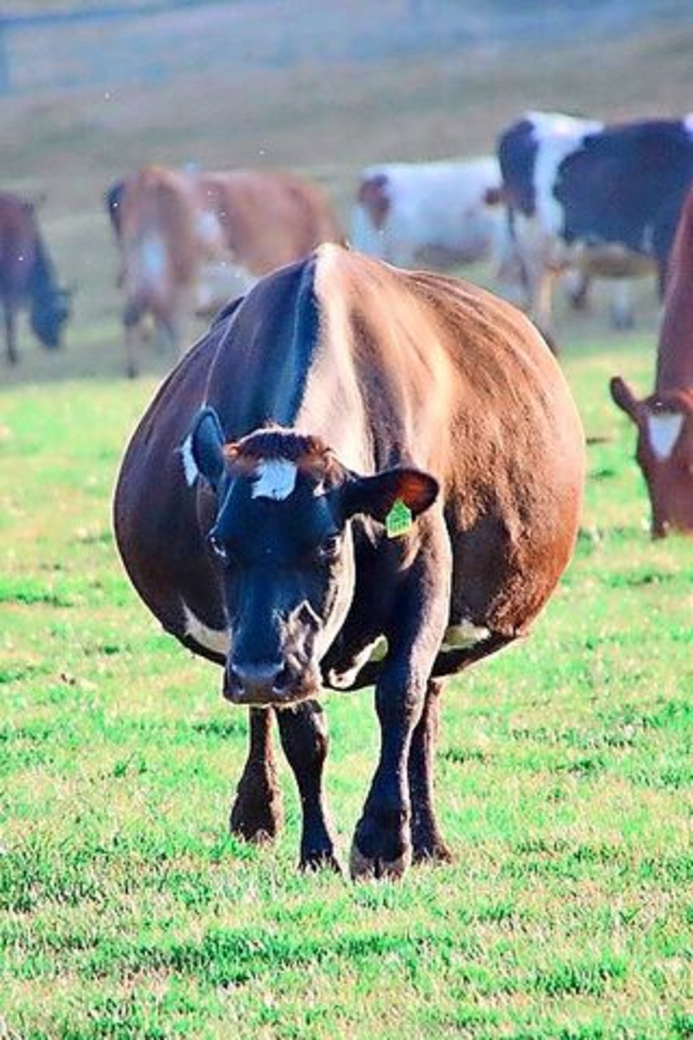 Obwohl Ina die Kleinere war, gab sie immer ein wenig mehr Milch.