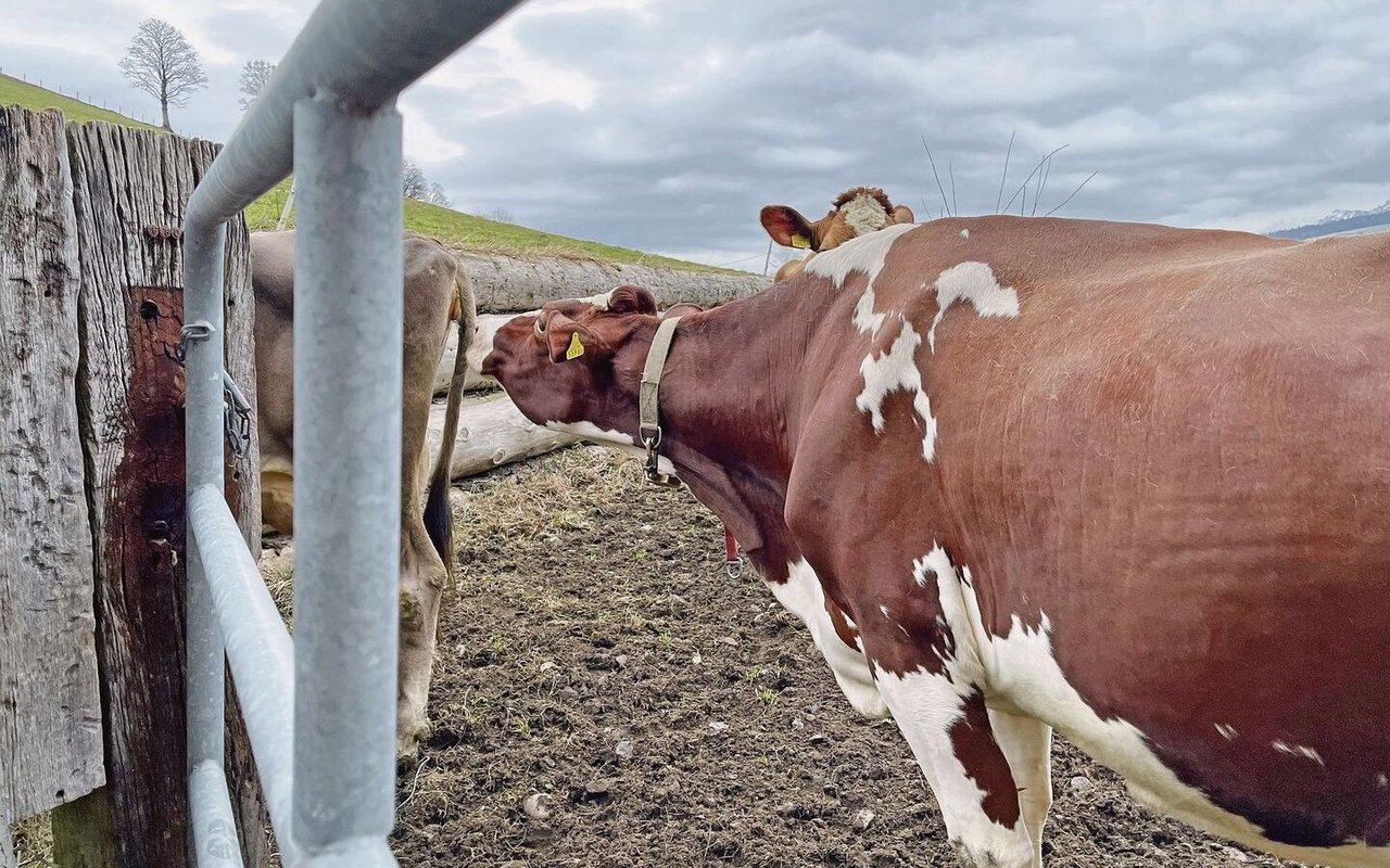 Lange Gesichter müssen bei Veterinärkontrollen nicht sein: Die Anforderungen haben in letzter Zeit kaum geändert.